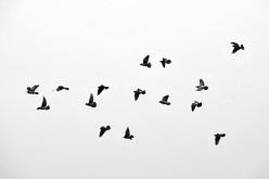 The Cultural Impact of Birdwatching Through History: An Informative Journey