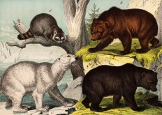 From Darwin to Audubon: Iconic Biographies That Shaped Natural History