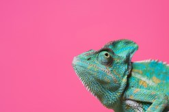 The Science Behind Common Reptile Care: Key Factors for Healthy Pets