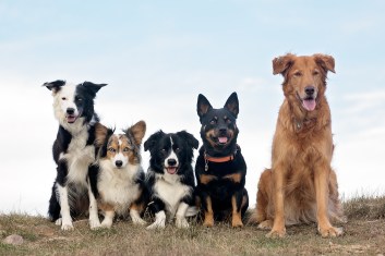 Low-Shedding Dog Breeds: What You Need to Know Before Adopting