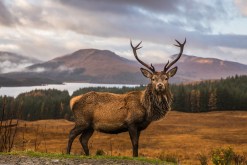 Top 5 Essential Wildlife Photography Tips for Beginners