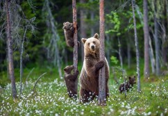 Wildlife Reserves vs. National Parks: Understanding Their Roles in Conservation