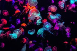 Exploring Global Policies on Marine Life Conservation: What You Need to Know