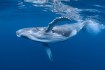 Top 5 Fascinating Facts About Prehistoric Sea Life That Will Blow Your Mind