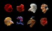 Top 5 Zoology Degrees: Unlocking Career Opportunities in Animal Science