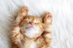 Proper Pet Nail Clippings: What Every New Pet Owner Should Know