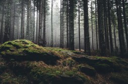 The Role of Geography in Shaping Nature-Inspired Folklore Traditions Globally