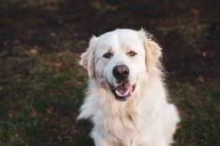 Building Bonds: How to Help Your Dog Adjust to Life with a New Baby